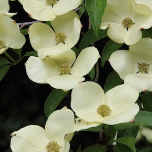 May include: Close-up of creamy white dogwood flowers with green leaves. The flowers have four petals and a yellow-green center. The image is a close-up of the flowers, with a dark background.
