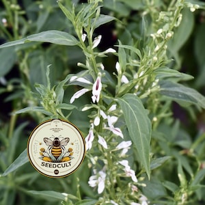 May include: A green plant with white flowers featuring purple centers, overlaid with a circular logo containing a bee illustration and the text SEEDCULT. The plant has elongated leaves and small buds growing along the central stem of the stalk.
