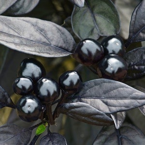 Black Pearl Hot Pepper Seeds, Edible Ornamental, Capsicum Annuum CH1510