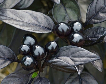 Black Pearl Hot Pepper Seeds, Edible Ornamental, Capsicum Annuum CH1510