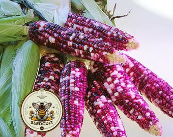 NEW! Ultra Violet Corn Seeds, Sweet Corn, For Eating Fresh, Corn Flour or Decoration, ZM0925