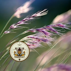 May include: A circular logo featuring a central bee illustration with the text SEEDCULT and the words HAND-SELECTED HEIRLOOM SEEDS positioned against a backdrop of tall, slender grass stalks with purple-tinted, feathery seed heads in soft focus.