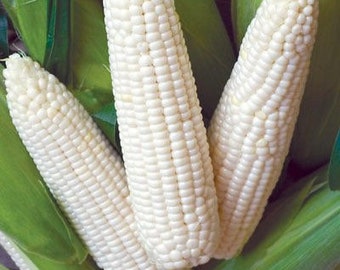 SILVER KING HYBRID NON-GMO USA SCARBOROUGH SEEDS 25 SEEDS WHITE CORN 