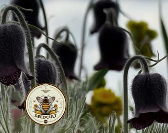 NEW! Black Pasque Flower Seeds, Black Anemone, Pulsatilla Pratensis Nigricans, PU2110