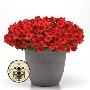 May include: A gray, textured pot overflowing with vibrant red petunia flowers. The flowers are in full bloom, creating a dense, colorful display. A circular label with a bee graphic and the text "SEEDCULT" is visible.