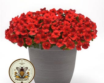 NEW! Shock Wave Red Petunia Seeds, Pelleted for easier sowing and germination, Petunia Hybrida PE8610P