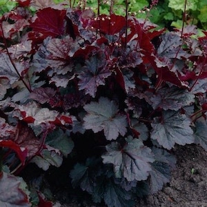 Bulk Emperor’s Cloak Heuchera Seeds, Coral Bells, Shade Plants, Indoor Plants, Heuchera Micrantha HE011C