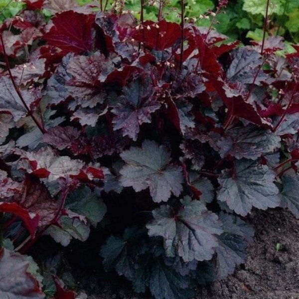 Bulk Emperor’s Cloak Heuchera Seeds, Coral Bells, Shade Plants, Indoor Plants, Heuchera Micrantha HE011C