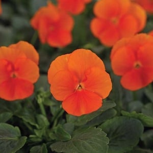 Deep Orange Sorbet Viola Seeds, Violaceae Halloween VL1025
