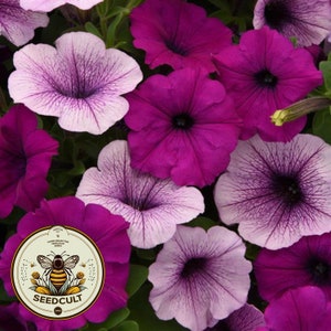 May include: Close-up of a variety of purple and white petunia flowers. The flowers have a delicate, ruffled appearance and are in full bloom. The image includes a logo for Seedcult, a company that sells seeds.