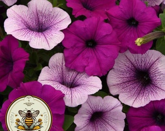 Plum Pudding Easy Wave Petunia Seeds, Pelleted for easier sowing and germination, Petunia Hybrida PE6510P