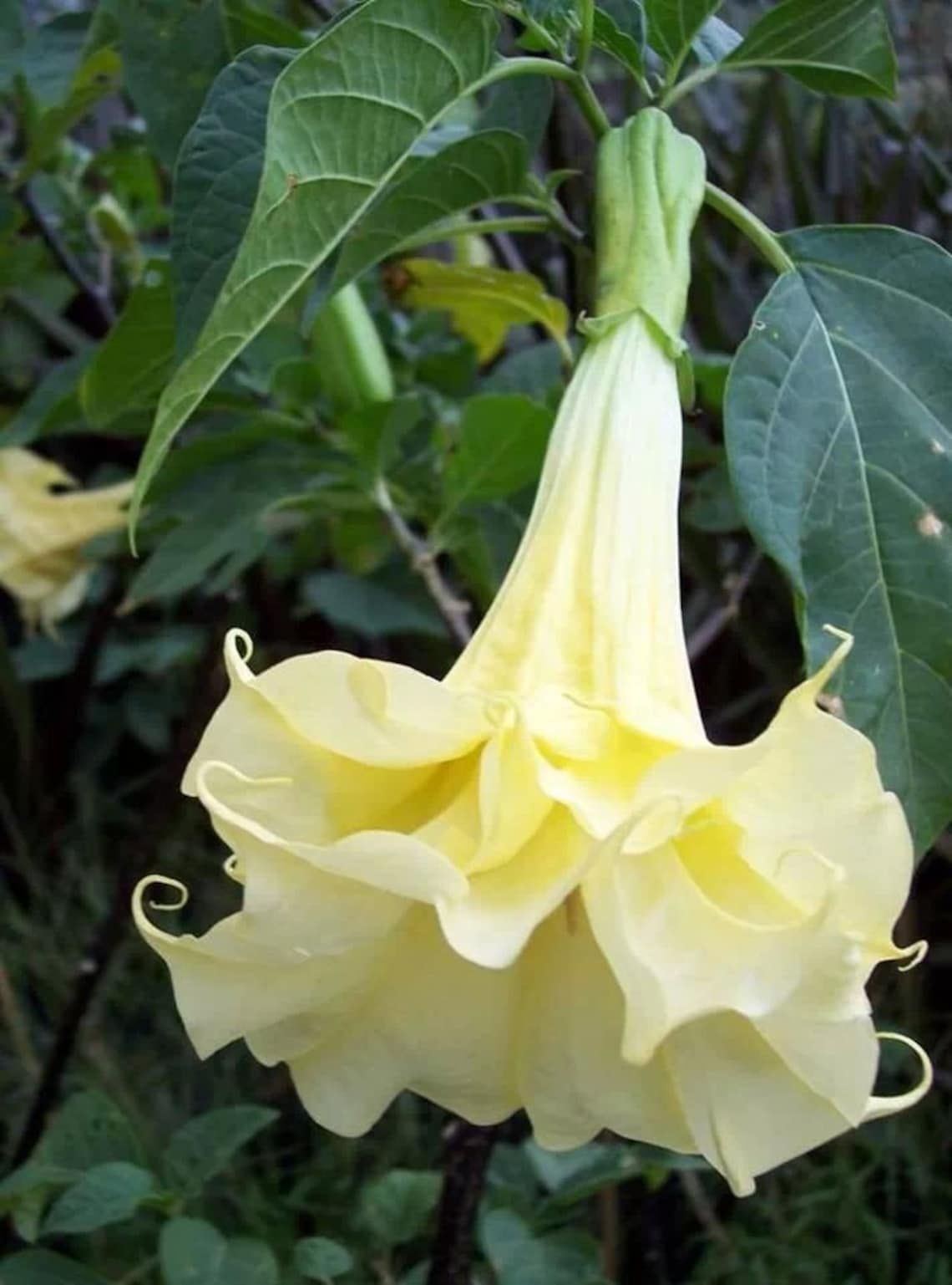 Double Golden Yellow Devil's Trumpet Datura Metel Etsy