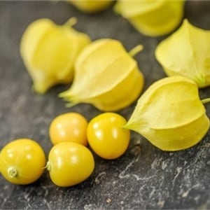 Aunt Molly's Ground Cherry Seeds, Delicious fruit, Physalis Pruinosa PH0225 image 2