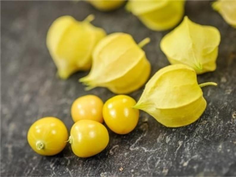 Aunt Molly's Ground Cherry Seeds, Delicious fruit, Physalis Pruinosa PH0225 image 2