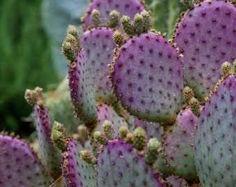 NEW! Santa Rita Prickly Pear Cactus SEEDS, Opuntia Violacea Santa Rita OP0110