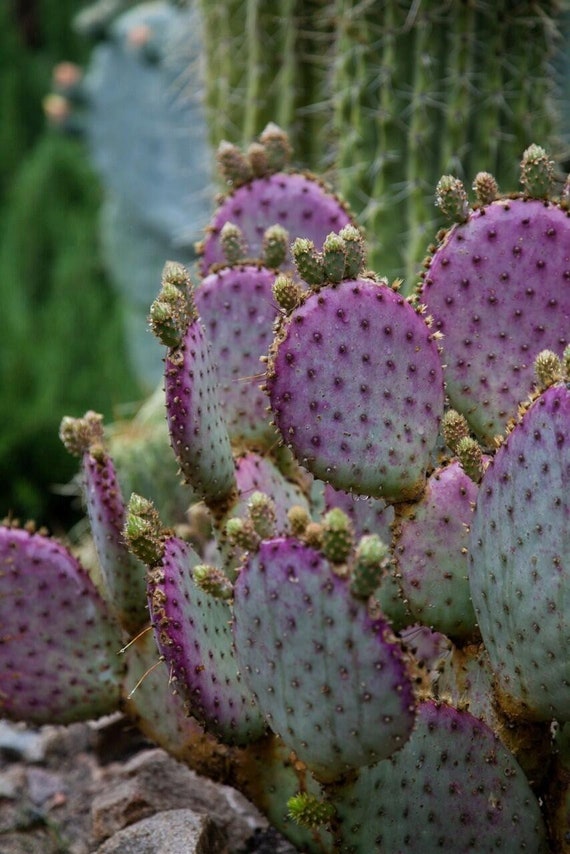soft succulent plants Kalanchoe tomentosa main image 1