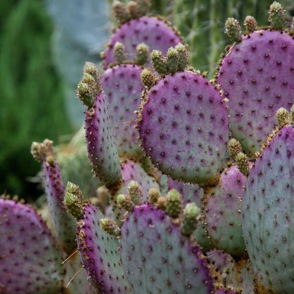 NEW! Santa Rita Prickly Pear Cactus SEEDS, Opuntia Violacea Santa Rita OP0110