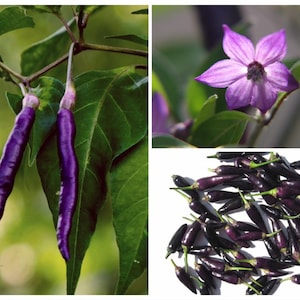 May include: Purple chili peppers growing on a plant with green leaves. The peppers are long and thin, and the plant has a purple flower.