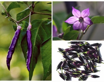 Organic Purple Cayenne Pepper Seeds, Hot Peppers CH0310