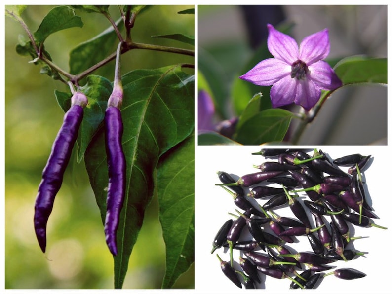 May include: Purple chili peppers growing on a plant with green leaves. The peppers are long and thin, and the plant has a purple flower.