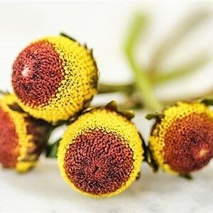 May include: Close-up of four dried, brown and yellow flower buds. The buds have a textured surface and are arranged in a cluster.