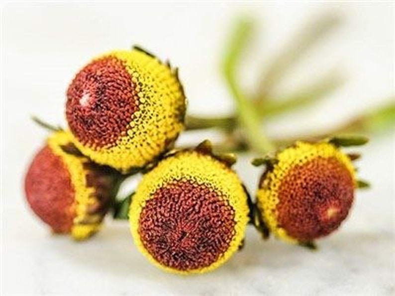 May include: Close-up of four dried, brown and yellow flower buds. The buds have a textured surface and are arranged in a cluster.