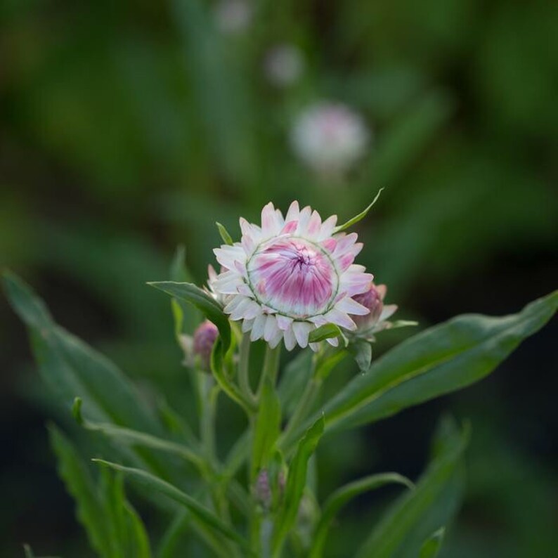 Silvery Rose Strawflower Seeds Helichrysum Xerochrysum bracteatum