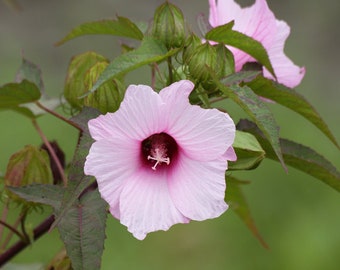 Rose Mallow Seeds Hibiscus, Pink, Hibiscus Laevis, Halberd-leaved, Militaris HI0325