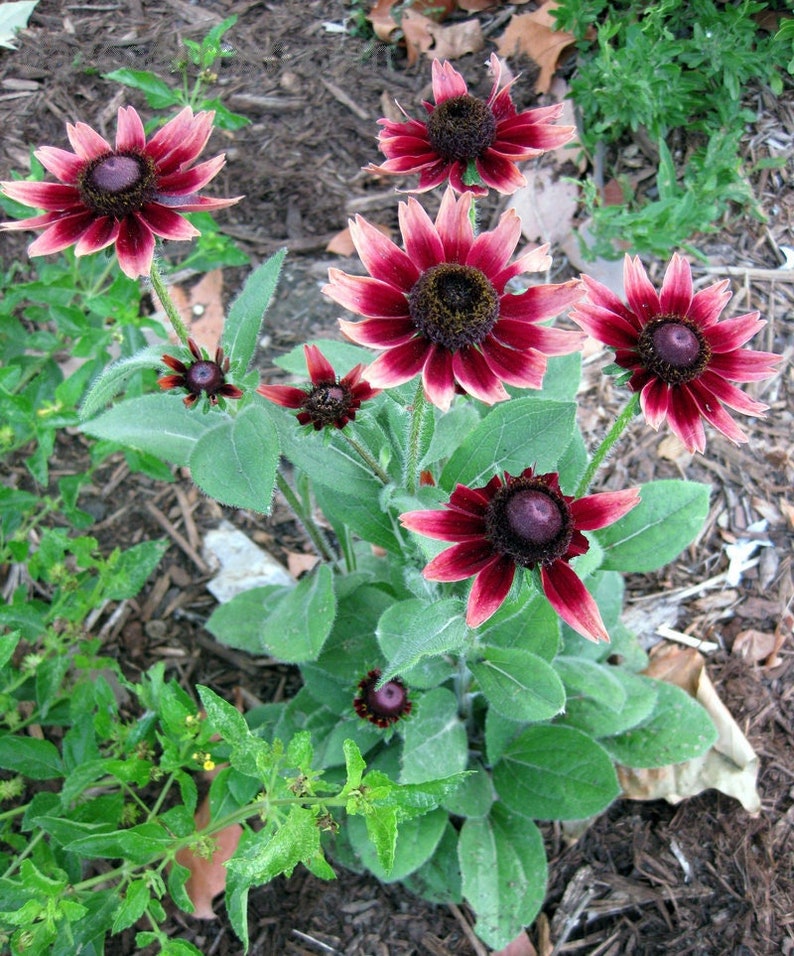 May include: A cluster of Rudbeckia flowers, also known as Black-Eyed Susans, in various stages of bloom. The flowers have dark burgundy centers and petals that transition from burgundy to a soft pink. The plant has green leaves and is surrounded by mulch.