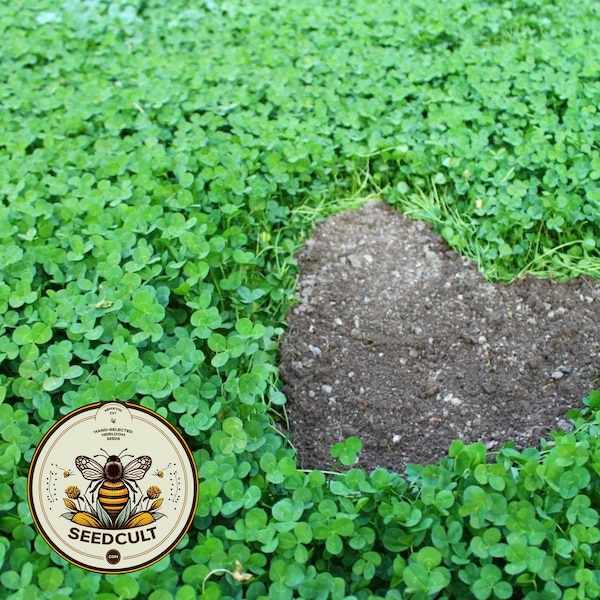 1 Pound True Micro Clover Eco Friendly Lawn Replacement Seeds, Trifolium Repens var. Pirouette, Ground Cover, Covers 1,000 square feet