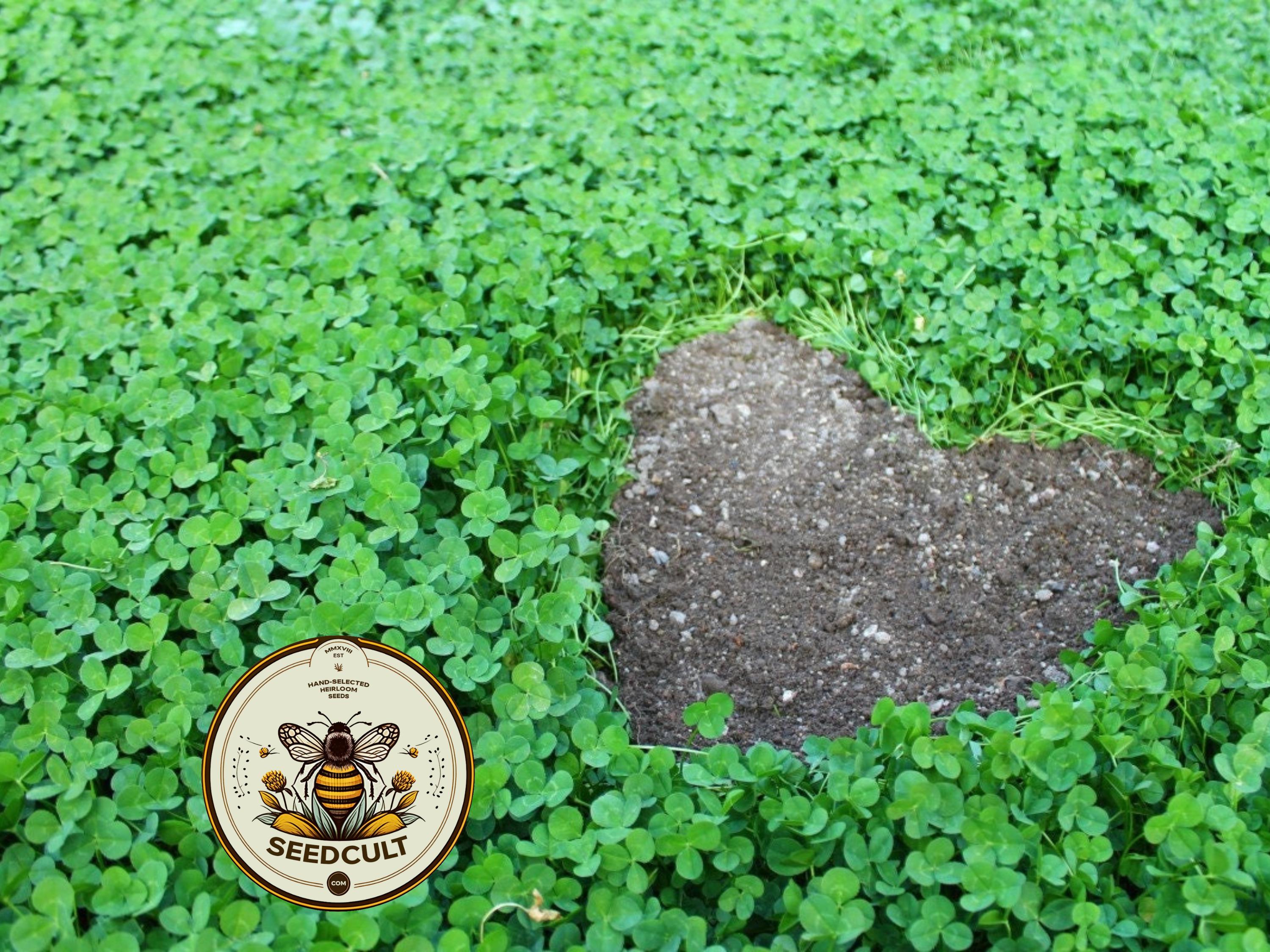 1 Pound True Micro Clover Eco Friendly Lawn Replacement Seeds