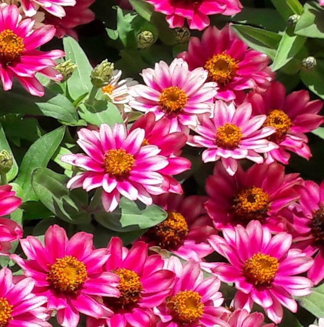 Profusion Cherry Bicolor Zinnia Seeds, Zinnia Elegans ZE1310 Etsy
