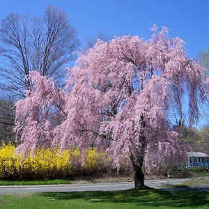 Weeping Cherry Tree Seeds, Bonsai, Higan Cherry, Prunus Subhirtella Var. Pendula PR4110R image 6