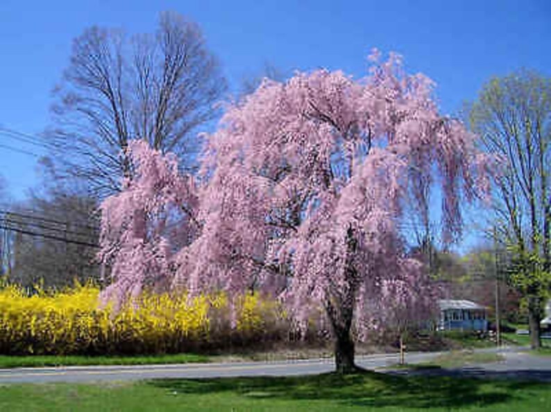 Weeping Cherry Tree Seeds, Bonsai, Higan Cherry, Prunus Subhirtella Var. Pendula PR4110R image 6