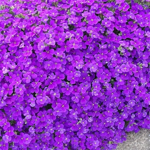 May include: A dense cluster of vibrant purple flowers, likely a ground cover plant, fills the frame. The small, closely packed blossoms create a solid mass of color, with a few green stems visible. The flowers are in full bloom.