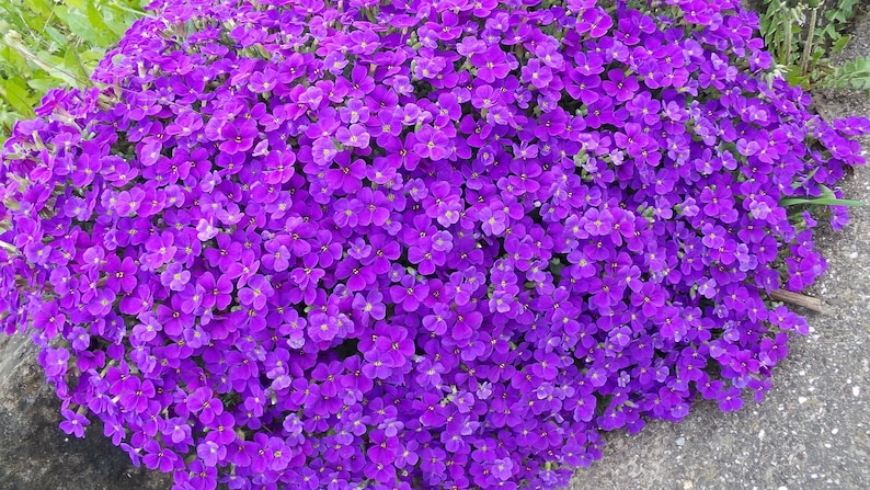 May include: A dense cluster of vibrant purple flowers, likely a ground cover plant, fills the frame. The small, closely packed blossoms create a solid mass of color, with a few green stems visible. The flowers are in full bloom.