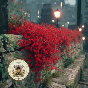 NEW! Cascade Red Rockcress Seeds, Aubrieta, Rock Wall, Ground Cover, Hanging Basket, Aubrieta Cultorum AU0250