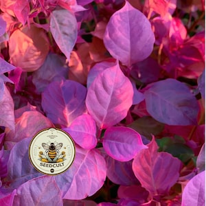 May include: A dense cluster of vibrant magenta and purple leaves illuminated by warm light. A circular logo is overlaid in the lower left corner, featuring a stylized bee illustration and the text SEEDCULT, HAND-SELECTED HEIRLOOM SEEDS.