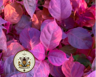 NEW! Red Fire Orach Seeds, Medieval Vegetables, Food Forest, Atriplex Hortensis, AT7050