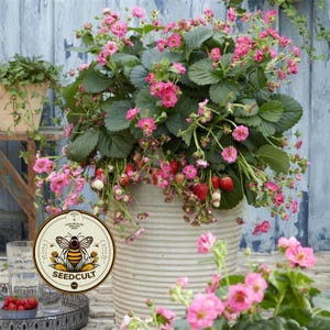 May include: A large, textured, light-colored ceramic pot overflowing with a strawberry plant. The plant features vibrant green leaves, delicate pink flowers, and ripe red strawberries. A Seedcult logo is visible on the pot.