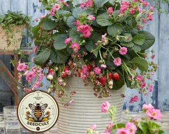 NEW! Summer Breeze Cherry Blossom Strawberry Seeds, Fragaria Ananassa, FR0410