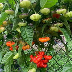 Aji Cachucha Pepper Seeds, Aji Dulce, Rainbow Mild Heat Sweet Peppers CH0210