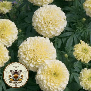 May include: Close-up of a cluster of white marigold flowers with ruffled petals. The flowers are in full bloom and have a soft, creamy color. The flowers are surrounded by green leaves.