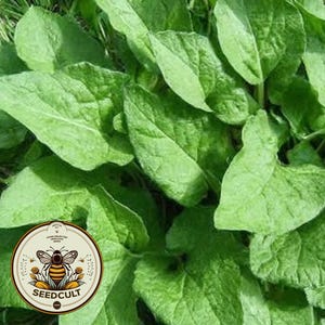 May include: Close-up of vibrant green leaves, possibly a type of herb or plant. The leaves have a smooth texture and are densely packed together. A circular logo with a bee and the text "SEEDCULT" is in the lower left corner.