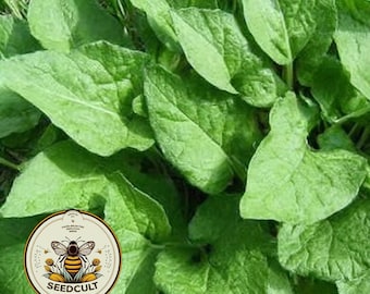 NEW! Good King Henry Seeds, Food Forest, Blitum Bonus-Henricus (formerly Chenopodium) BL9050