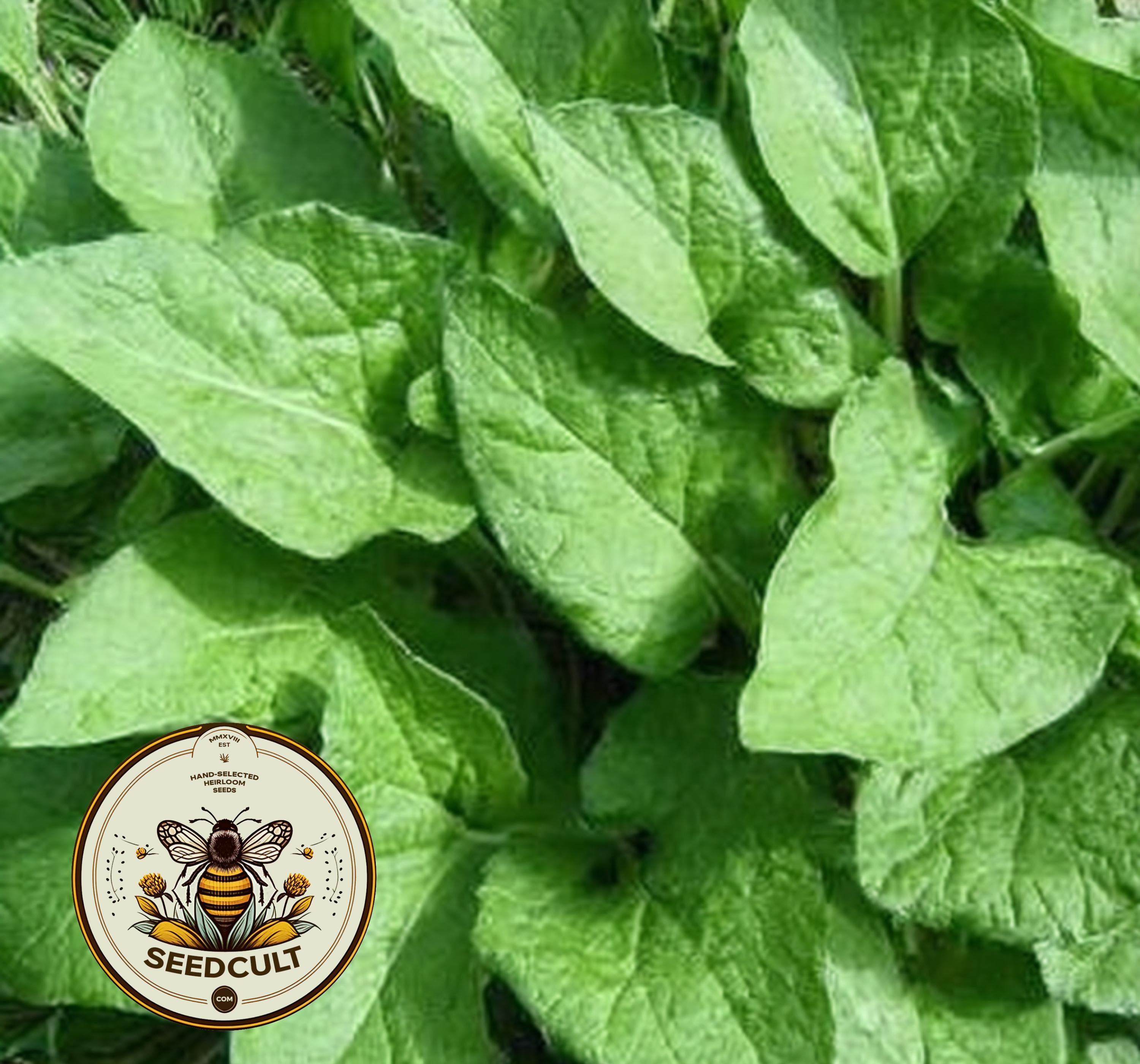 Good King Henry Seeds, Food Forest, Blitum Bonus-Henricus (formerly Chenopodium) BL9050