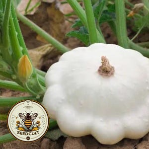 Semillas de calabaza blanca, Cucurbita pepo, vieira, calabaza de verano CB0725