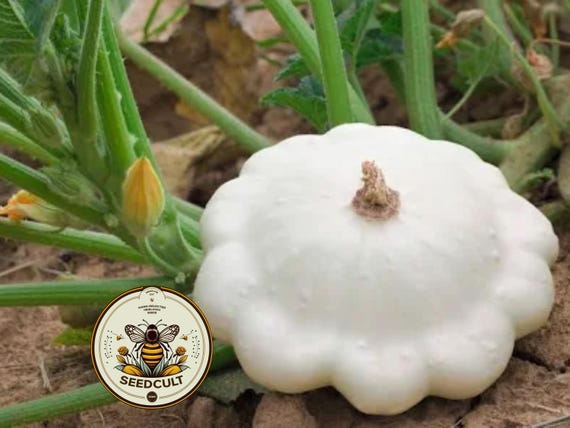 White Patty Pan Squash Seeds, Cucurbita Pepo, Scallop, Summer Squash CB0725