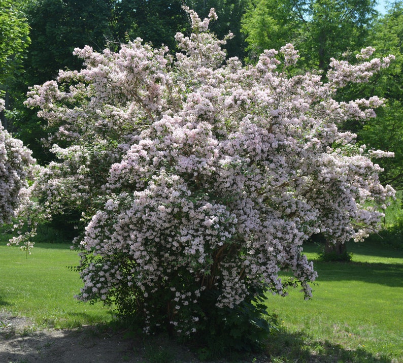 SeedCult Beauty Bush Seeds