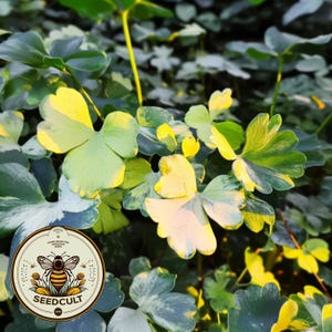 May include: Close-up of a patch of green and yellow foliage. The leaves are heart-shaped and have a variegated pattern. The image includes a logo for Seedcult, a company that sells seeds and plants.